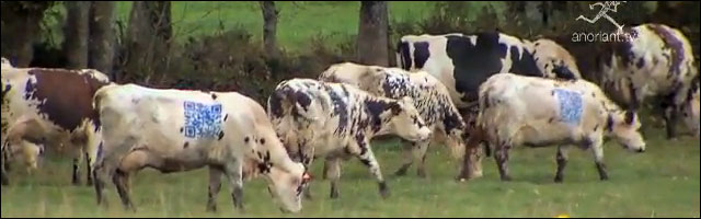 buzz video lol tag vache qr code jeu grattage gratuit concours gagner lait fromage buzz video lol tag vache qr code jeu grattage gratuit concours gagner lait fromage