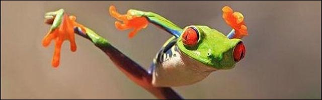 photo insolite drole animaux arts martiaux karate singe ours grenouille kangourou photo insolite drole animaux arts martiaux karate singe ours grenouille kangourou