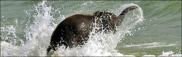 Photo elephant qui se baigne dans mer ocean sur plage sable fin photo drole insolite elephant qui se baigne dans mer ocean sur plage sable fin