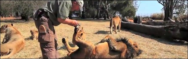 video insolite salon de beaute pour lion reserve africaine savane video insolite salon de beaute pour lion reserve africaine savane lionceau lionne