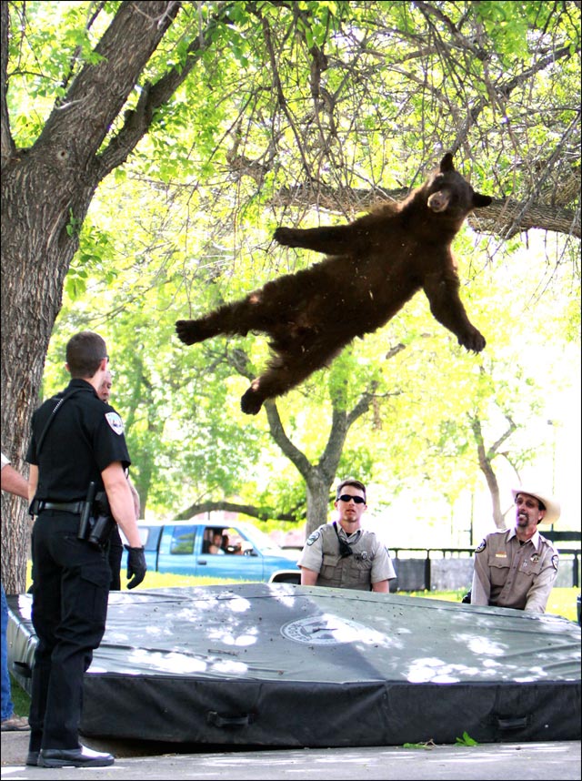 photo video ours brun grimpe arbre et tombe saut depuis arbre jumping bear
