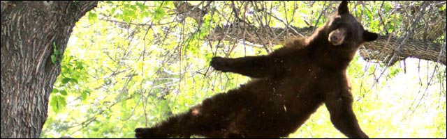 photo insolite ours brun saute depuis un arbre jump animal