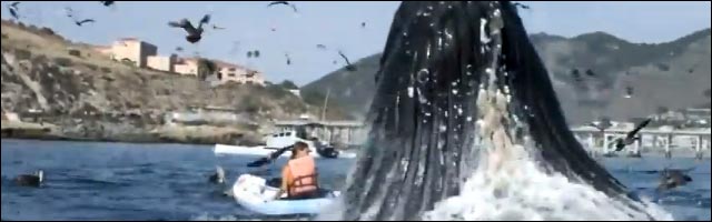 video incroyable baleine saute hors de eau sur fille qui fait du canoe kayak video incroyable baleine saute hors de eau sur fille qui fait du canoe kayak