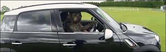 auto ecole pour chiens auto ecole pour chiens