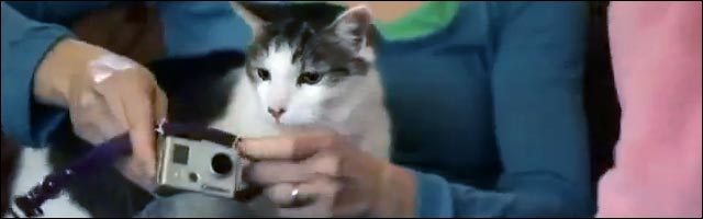 smack my cat up remake Prodigy smack my cat up remake Prodigy