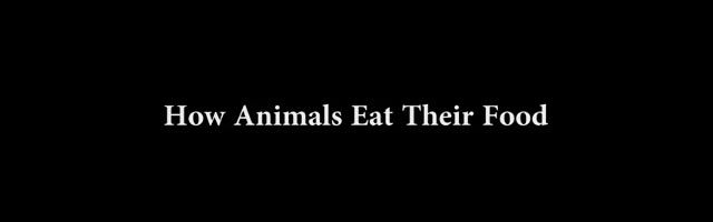 How Animals Eat Their Food Comment mangent les animaux How Animals Eat Their Food Comment mangent les animaux