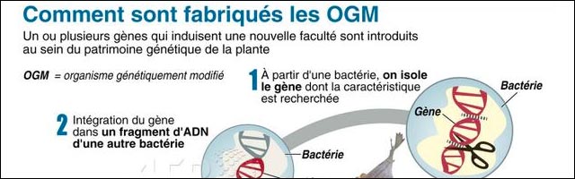 infographie comment fabrication OGM infographie comment fabrication OGM