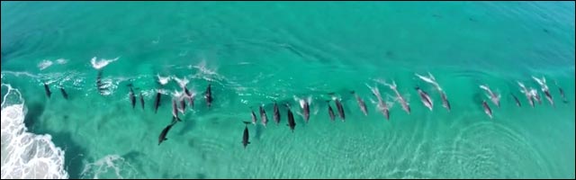 video dauphins bodyboard Australie surf video dauphins bodyboard Australie surf