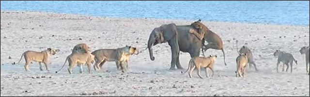video elephant contre lion video elephant contre lion