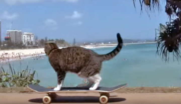 Skateboarding cat