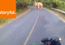 Un motard croise un éléphant