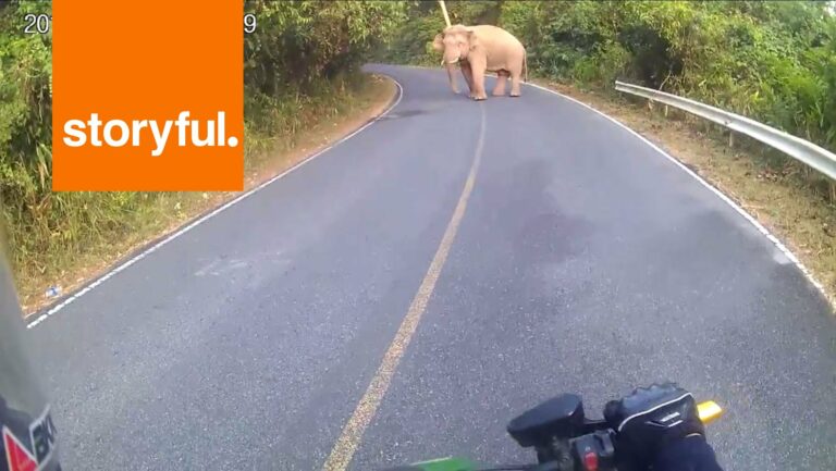 Un motard croise un éléphant