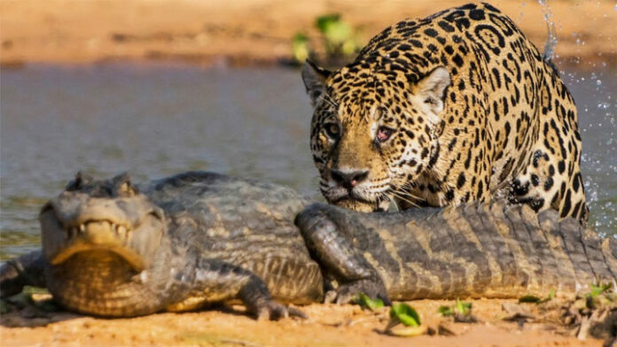 photo jaguar caiman photo jaguar caiman