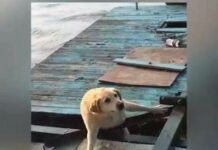 Les chiens aussi font des fails