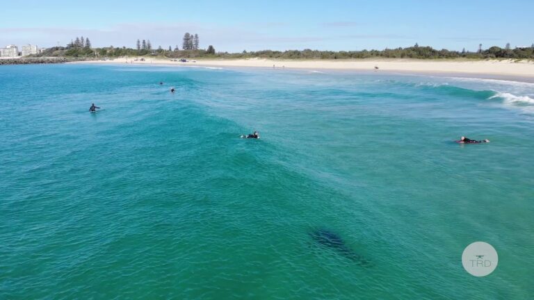 Un requin blanc filmé près des côtes australiennes par un drone
