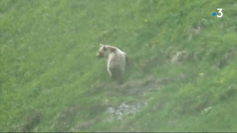 Un ours sauvage filmé dans les Pyrénées