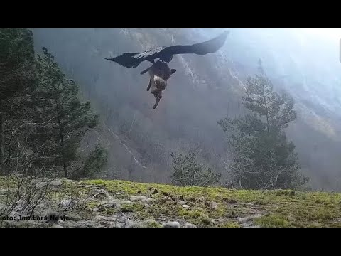 Vidéo d’un aigle royal qui attrape un renard